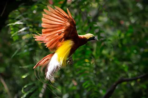 Bird of Paradise: The Jewel of the Tropics